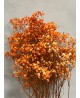 Paniculata Xlence Naranja
