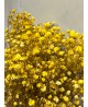 Paniculata Xlence Amarilla